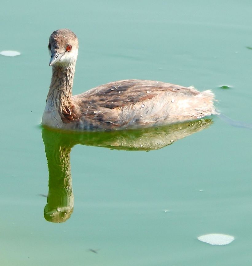 Black-Necked/Eared Grebe Mono Lake, CA. 19 Sep 2014.<br />
Abundant in Mono Lake. Unfortunately they were in non-breeding plumage, whch is less spectacular. Still a nice sight. (the one in the last pic shows some remnants of breeding plumage.) The black-necked grebe is 28&ndash;34 cm long. The adult is unmistakable in summer, with a black head and neck and yellow ear tufts (breeding-plumage). In winter, this small grebe is white with a poorly defined black cap,          Black-necked Grebe,Geotagged,Podiceps nigricollis,Summer,United States