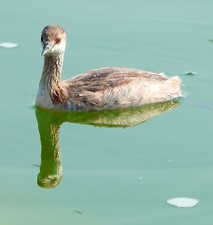 Black-Necked/Eared Grebe Mono Lake, CA. 19 Sep 2014.
Abundant in Mono Lake. Unfortunately they were in non-breeding plumage, whch is less spectacular. Still a nice sight. (the one in the last pic shows some remnants of breeding plumage.) The black-necked grebe is 28–34 cm long. The adult is unmistakable in summer, with a black head and neck and yellow ear tufts (breeding-plumage). In winter, this small grebe is white with a poorly defined black cap,          Black-necked Grebe,Geotagged,Podiceps nigricollis,Summer,United States