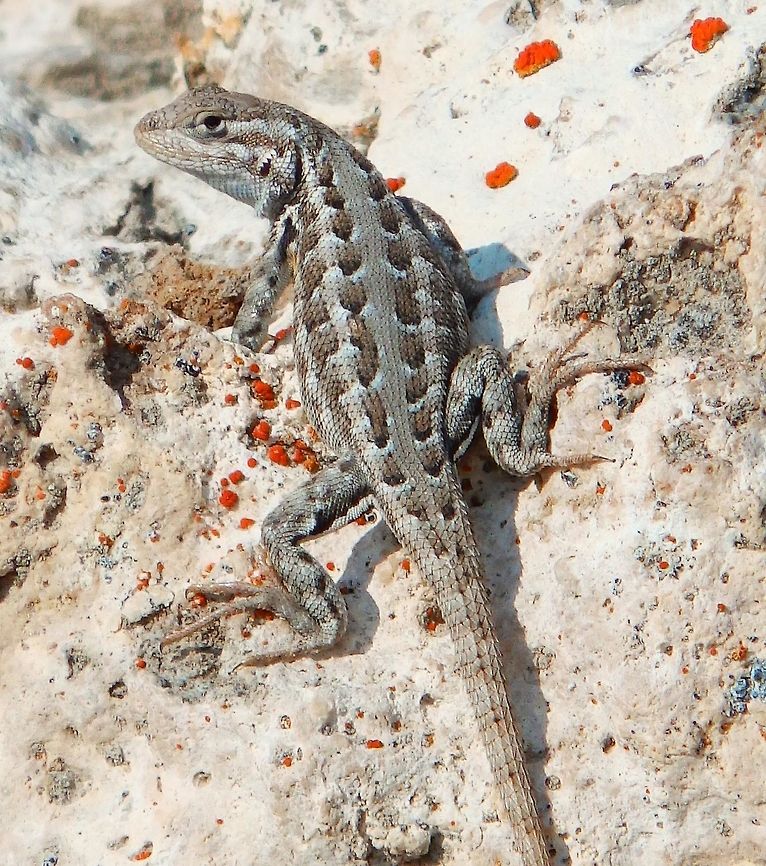 Sagebrush Lizard Mono Lake, 19 Sep 2014.<br />
A small lizard with small keeled and pointed scales overlapping on the upper surfaces of the body and limbs.<br />
These scales are not as large as they are on other lizards of the genus Sceloporus.<br />
The gular fold is incomplete.<br />
The scales on the back of the thigh are mostly granular, not keeled (as they are on the Western Fence Lizard.)<br />
Color is gray or brown with dark blotches or irregular bands on the body and tail and distinct light and dark stripes along the sides and upper sides at the edge of the back.<br />
There is usually a bar of black on the shoulder and rusy coloring on the armpits and sometimes on the sides of the body and the neck.<br />
Unlike the Western Fence Lizard - Sceloporus occidentalis, there is normally no yellow coloring on the rear of the limbs.<br />
<br />
Males have a patch of blue color on each side of the belly and on the throat.<br />
The blue belly patches do not meet across the belly and do not meet the blue on the throat.<br />
Male postanal scales are enlarged, and the base of the tail is broader than on the female.<br />
The throat is light blue mottled with white spots.<br />
Sometimes the blue patch is reduced or even absent.<br />
Some males may develop bright orange breeding coloring. Females have little or no blue on the belly.<br />
When breeding, females may develop orange coloring on the sides and neck and yellow underneath.<br />
Young lizards have little or no blue on the belly.<br />
<a href="http://www.californiaherps.com/lizards/pages/s.g.graciosus.html" rel="nofollow">http://www.californiaherps.com/lizards/pages/s.g.graciosus.html</a> Geotagged,Sagebrush lizard,Sceloporus graciosus,Summer,United States
