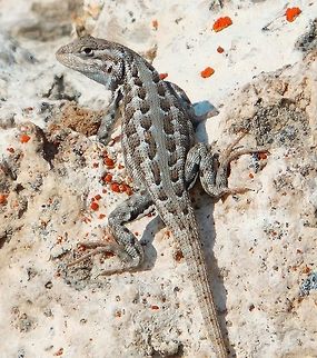 Sagebrush Lizard Mono Lake, 19 Sep 2014.
A small lizard with small keeled and pointed scales overlapping on the upper surfaces of the body and limbs.
These scales are not as large as they are on other lizards of the genus Sceloporus.
The gular fold is incomplete.
The scales on the back of the thigh are mostly granular, not keeled (as they are on the Western Fence Lizard.)
Color is gray or brown with dark blotches or irregular bands on the body and tail and distinct light and dark stripes along the sides and upper sides at the edge of the back.
There is usually a bar of black on the shoulder and rusy coloring on the armpits and sometimes on the sides of the body and the neck.
Unlike the Western Fence Lizard - Sceloporus occidentalis, there is normally no yellow coloring on the rear of the limbs.

Males have a patch of blue color on each side of the belly and on the throat.
The blue belly patches do not meet across the belly and do not meet the blue on the throat.
Male postanal scales are enlarged, and the base of the tail is broader than on the female.
The throat is light blue mottled with white spots.
Sometimes the blue patch is reduced or even absent.
Some males may develop bright orange breeding coloring. Females have little or no blue on the belly.
When breeding, females may develop orange coloring on the sides and neck and yellow underneath.
Young lizards have little or no blue on the belly.
http://www.californiaherps.com/lizards/pages/s.g.graciosus.html Geotagged,Sagebrush lizard,Sceloporus graciosus,Summer,United States