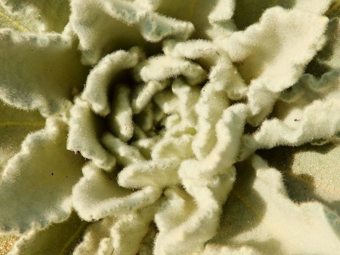 Great Mullein It is a hairy biennial plant that can grow to 2 m (6 ft 7 in) tall or more. Its small yellow flowers are densely grouped on a tall stem, which grows from a large rosette of leaves. It grows in a wide variety of habitats, but prefers well-lit disturbed soils. Native to Europe but introduced in America.<br />
Habitat:<br />
Lake Crowley shoreline, CA. 19 Sep, 2014. Geotagged,Summer,United States,Verbascum thapsus