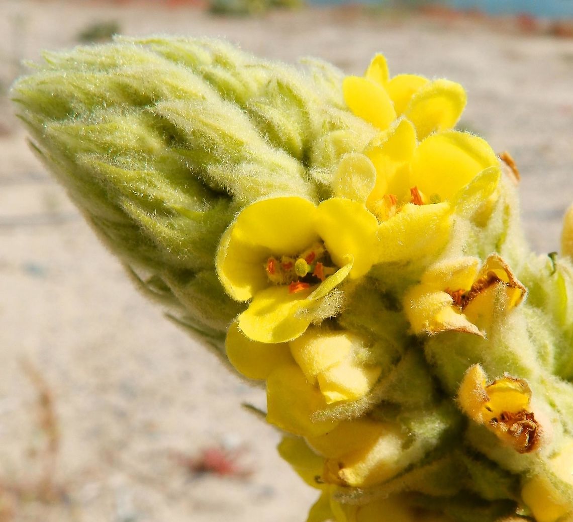 Great Mullein A view of the flower stem Geotagged,Summer,United States,Verbascum thapsus