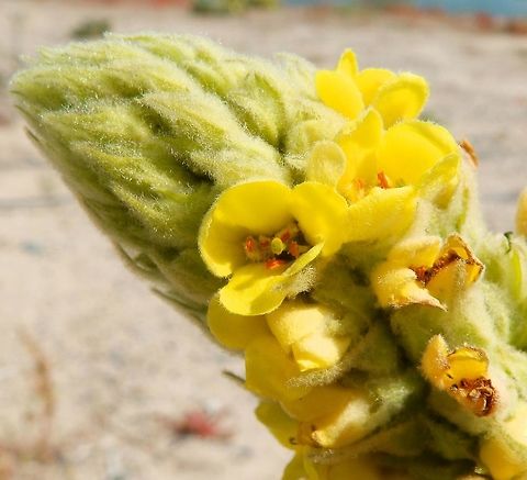 Great Mullein A view of the flower stem Geotagged,Summer,United States,Verbascum thapsus