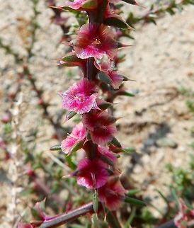 Prickly russian thistle