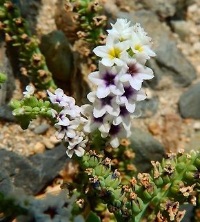 Salt Heliotrope It thrives in salty soils, such as beach sand and alkali flats. This is a perennial herb which can take the form of a prostrate creeper along the ground to a somewhat erect shrub approaching 0.5 m (1.6 ft) in height. The stem and foliage are fleshy, with the leaves thick and oval or spade-shaped. The plentiful inflorescences are curled, coiling double rows of small bell-shaped flowers. Each flower is white with five rounded lobes and a purple or yellow throat. The fruit is a smooth nutlet.
Habitat:
Lake Crowley, CA.
http://www.projectnoah.org/spottings/1154456003 Geotagged,Heliotropium curassavicum,Summer,United States
