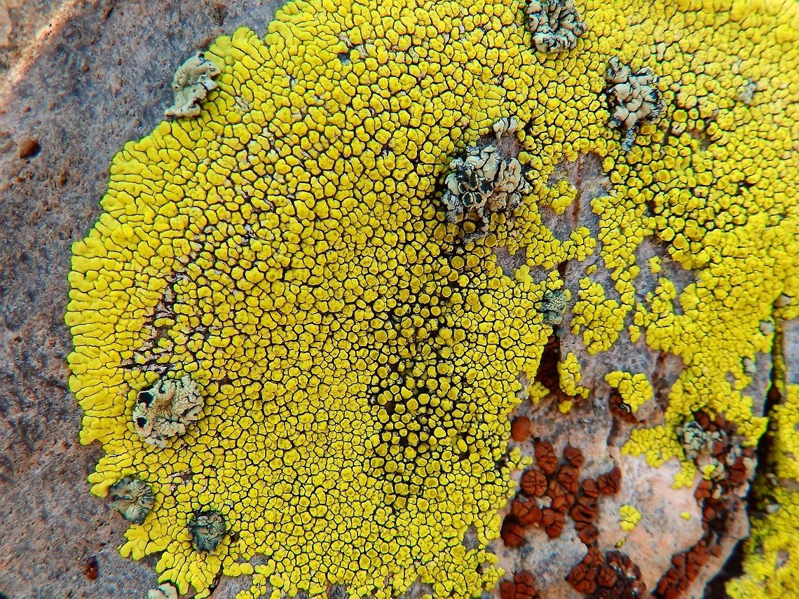 Gold cobblestone lichen Panum Crater, Mono Lake, CA.<br />
It is a bright lemon-yellow lichen that grows in high elevations (montane to alpine) on vertical or overhanging hard felsic rock (e.g. granite) in western North America. Its thallus grows in a circular outwardly radiating pattern, with 1mm wide lobed edges.<br />
<a href="http://www.projectnoah.org/spottings/1172136005" rel="nofollow">http://www.projectnoah.org/spottings/1172136005</a><br />
<br />
<br />
<br />
 Geotagged,Pleopsidium flavum,Summer,United States