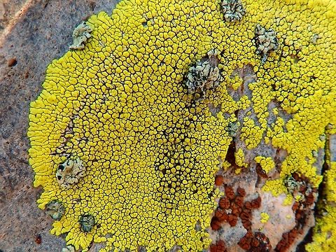 Gold cobblestone lichen Panum Crater, Mono Lake, CA.
It is a bright lemon-yellow lichen that grows in high elevations (montane to alpine) on vertical or overhanging hard felsic rock (e.g. granite) in western North America. Its thallus grows in a circular outwardly radiating pattern, with 1mm wide lobed edges.
http://www.projectnoah.org/spottings/1172136005



 Geotagged,Pleopsidium flavum,Summer,United States