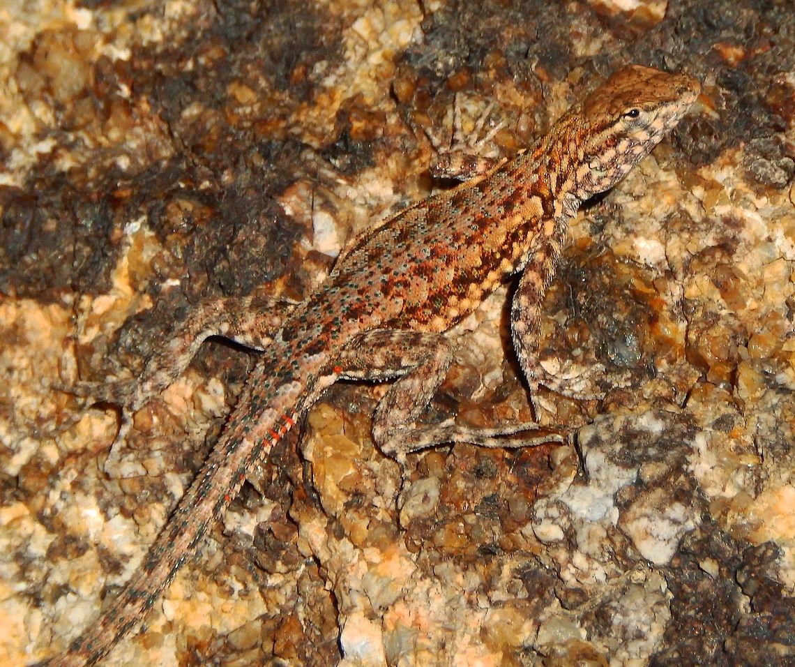 Common Side-blotched Lizard Alabama Hills, CA. Sep 20, 2014.<br />
The common side-blotched lizard (Uta stansburiana) is a species of side-blotched lizard found on the Pacific Coast of North America. It is notable for having a unique form of polymorphism wherein each of the three different male morphs utilizes a different strategy in acquiring mates. The three morphs compete against each other following a pattern of rock, paper, scissors, where one morph has advantages over another but is outcompeted by the third.<br />
The specific epithet stansburiana is in honor of Captain Howard Stansbury of the US Corps of Topographical Engineers, who collected the first specimens while leading the 1849-1851 expedition to explore and survey the Great Salt Lake of Utah.<br />
<a href="http://www.projectnoah.org/spottings/1151066021" rel="nofollow">http://www.projectnoah.org/spottings/1151066021</a> Common side-blotched lizard,Geotagged,Summer,United States,Uta stansburiana