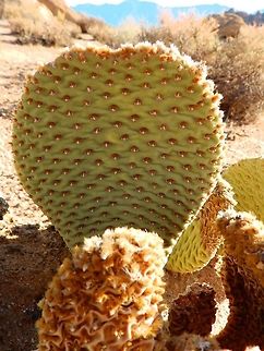 Beavertail cactus