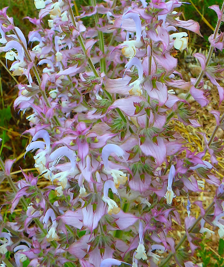 Clary Sage Seen next to a road close to the village of Trogir in the Adriatic coast of Croatia (June 3, 2016). Croatia,Geotagged,Salvia sclarea,Spring