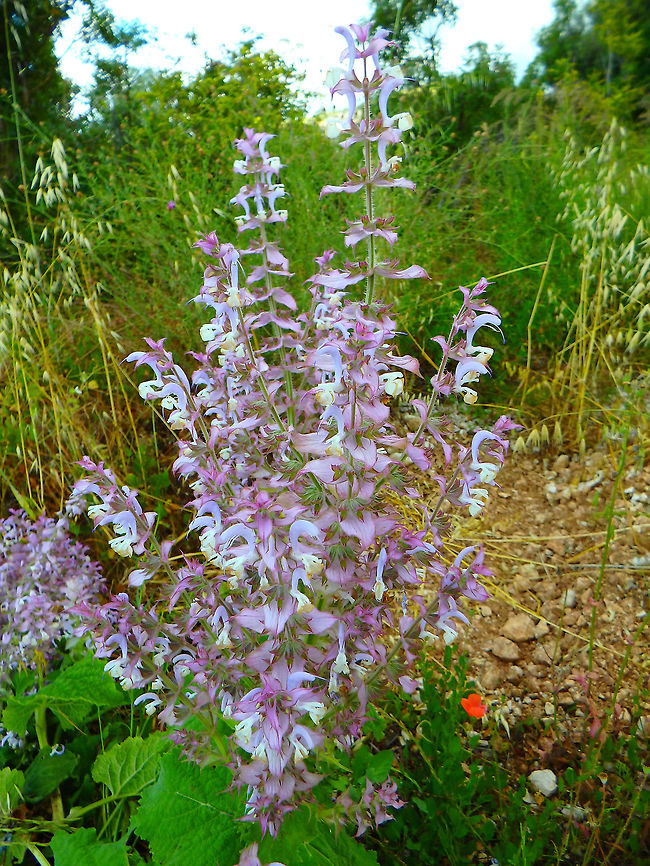 Clary Sage Close to the road on the way to Trogir, Croatia, last year in early June. Croatia,Geotagged,Salvia sclarea,Spring