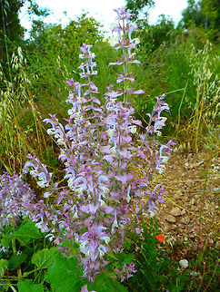 Clary Sage Close to the road on the way to Trogir, Croatia, last year in early June. Croatia,Geotagged,Salvia sclarea,Spring