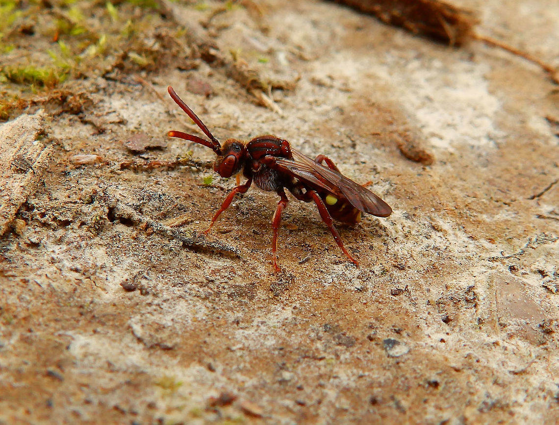 Roodharige Wespbij April 2016.<br />
Seen in a protected nature area in the sandy ground, they can be found around nests of ground burrowing solitary bees. Belgium,Bleekvlekwespbij,Geotagged,Lathbury's nomad bee,Nomada alboguttata,Nomada lathburiana,Roodharige wespbij,Winter