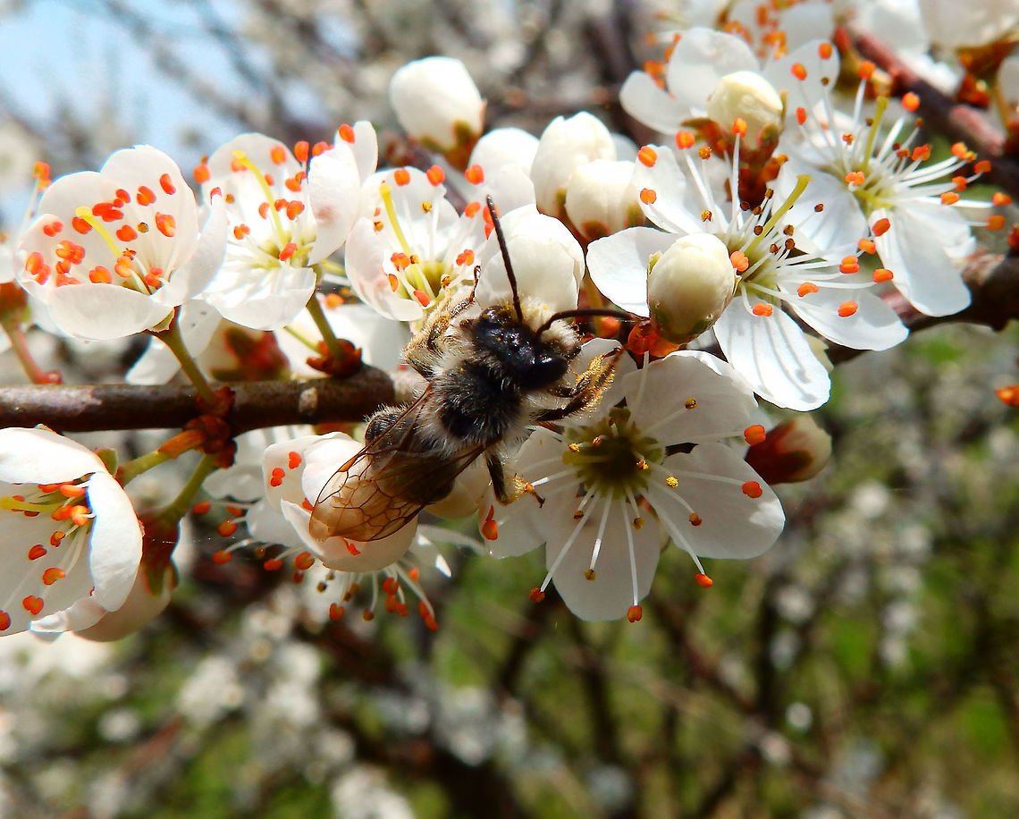 Large Sallow Mining Bee April, 2016.<br />
These bees are relatively common in the fields near Leuven and my town.<br />
They make nests in the sand and Nomada, in the previous spotting is a cleptoparasite of them, meaning it deposits its own eggs in their nest and its larva eats the food left by mom Andrena to her own progenia.<br />
A very similarly-looking bee is Andrena praecox. Andrena apicata,Belgium,Geotagged,Large Sallow Mining Bee,Winter