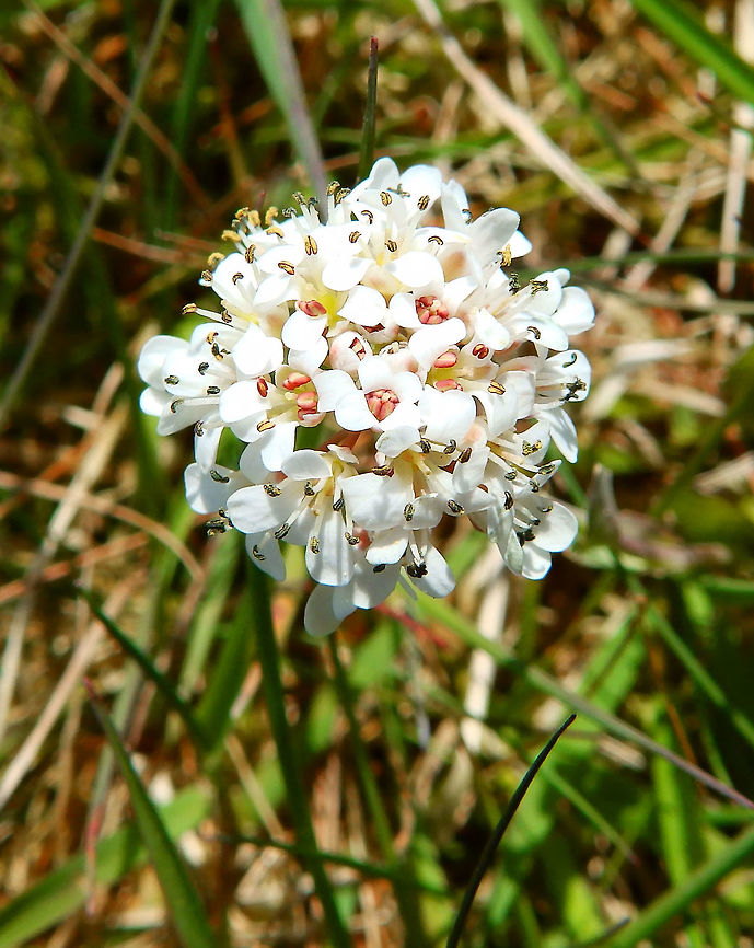 Alpine Penny-Cress, Thlaspi/Noccaea caerulescens subsp. calaminaria April, 2016.<br />
This plant is a metallophyte, abundant in the  grounds of the former Cd-Pb-Zn old mining and smelter site at Plombieres (Belgium). For more details see the two scientific references below.<br />
<a href="http://agris.fao.org/agris-search/search.do;jsessionid=409175DF0AD6E5BE736679078FE7C229?request_locale=ru&amp;recordID=US201301037847&amp;query;=&amp;sourceQuery;=&amp;sortField;=&amp;sortOrder;=&amp;agrovocString;=&amp;advQuery;=&amp;centerString;=&amp;enableField;=" rel="nofollow">http://agris.fao.org/agris-search/search.do;jsessionid=409175DF0AD6E5BE736679078FE7C229?request_locale=ru&amp;recordID=US201301037847&amp;query;=&amp;sourceQuery;=&amp;sortField;=&amp;sortOrder;=&amp;agrovocString;=&amp;advQuery;=&amp;centerString;=&amp;enableField;=</a><br />
<br />
<a href="https://www.ncbi.nlm.nih.gov/pubmed/12655804" rel="nofollow">https://www.ncbi.nlm.nih.gov/pubmed/12655804</a> Belgium,Geotagged,Spring,Thlaspi caerulescens