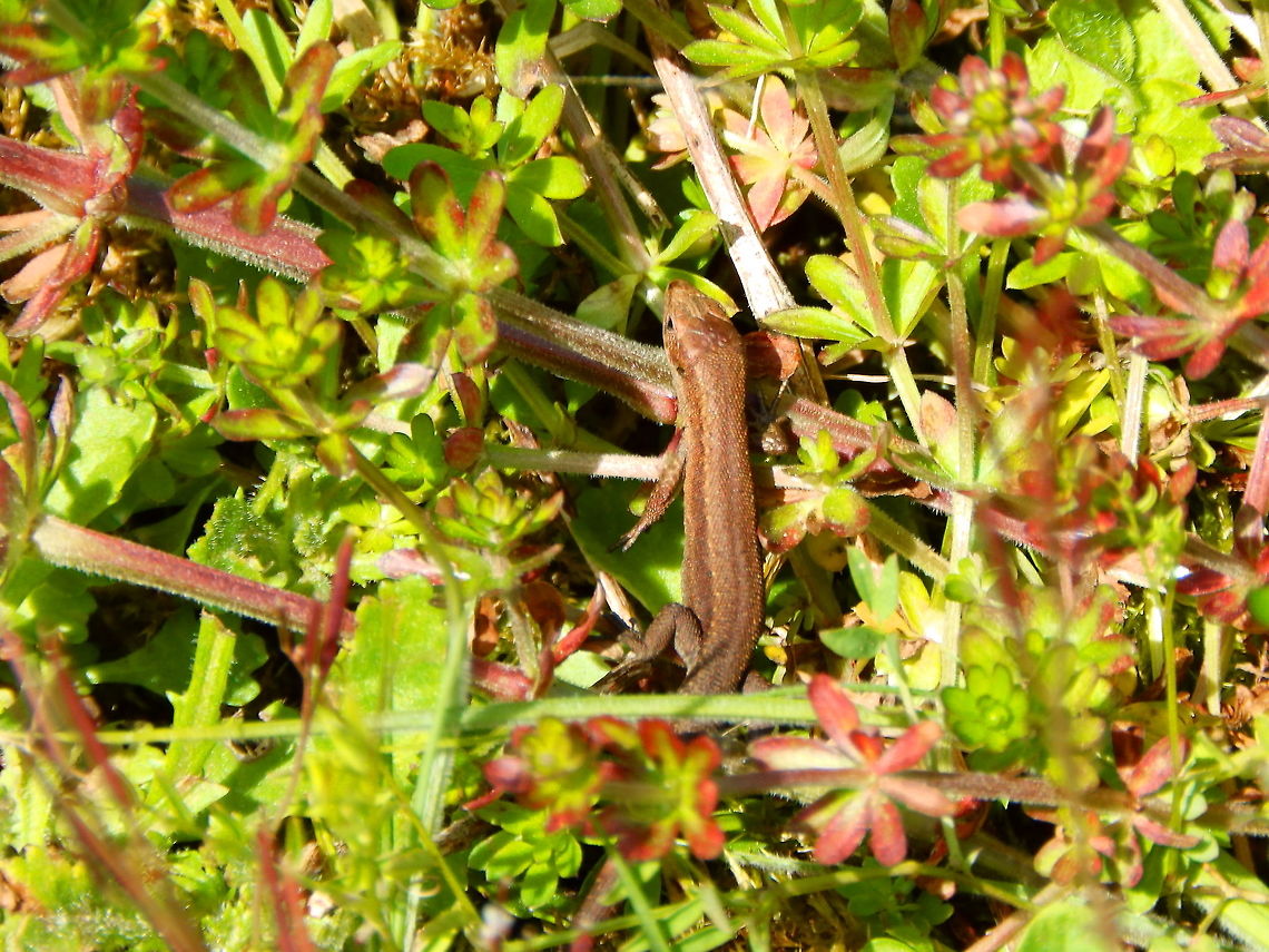 Viviparous Lizard Plombi&egrave;res, Belgium. Belgium,Geotagged,Spring,Zootoca vivipara