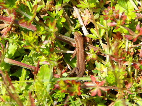Viviparous Lizard Plombières, Belgium. Belgium,Geotagged,Spring,Zootoca vivipara