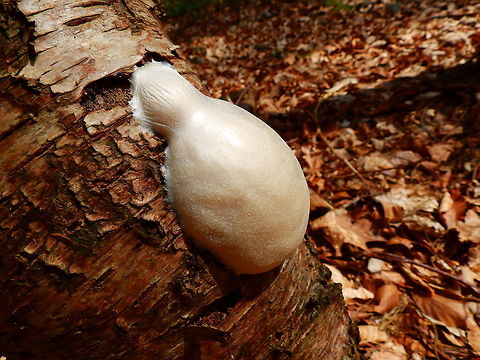 False Puffball Meerdaalwoud, Oud Heverlee, Belgium. Belgium,Enteridium lycoperdon,Geotagged,Winter