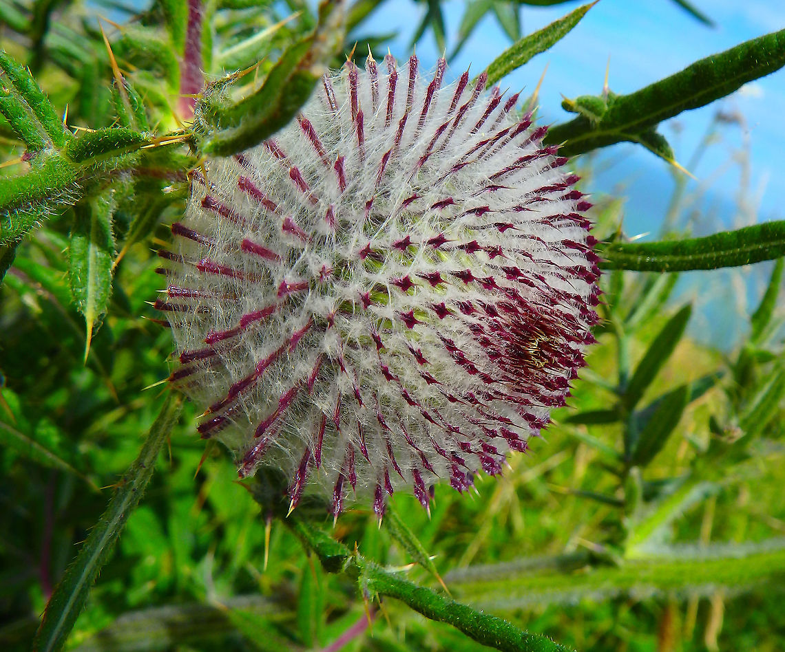 Woolly Thistle Seen in Cap Blanc Nez, France. July, 2016. Cirsium eriophorum,France,Geotagged,Summer,Woolly thistle