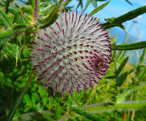 Woolly Thistle Seen in Cap Blanc Nez, France. July, 2016. Cirsium eriophorum,France,Geotagged,Summer,Woolly thistle