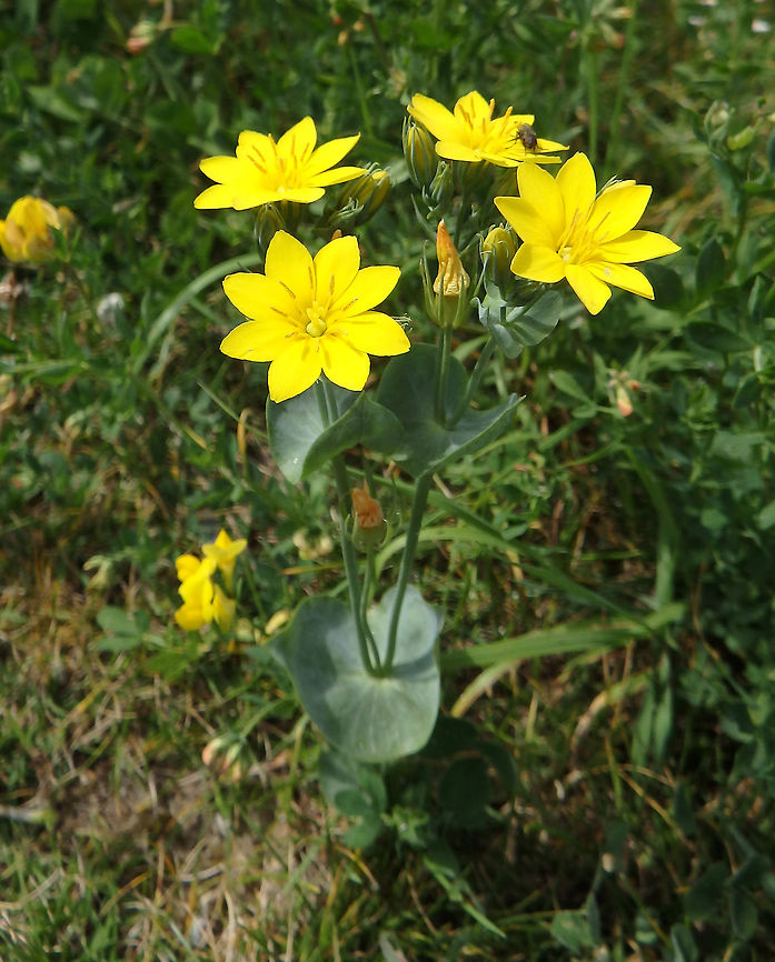 Yellow Wort July, 2016. Cap Blanc Nez, France. Blackstonia perfoliata,France,Geotagged,Summer