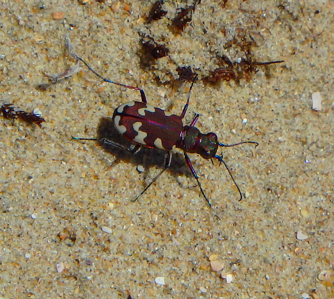 Six-spotted tiger beetle July, 2016.<br />
Abundant in the sand dunes of Ter Yde, Belgium. Belgium,Cicindela hybrida,Geotagged,Six-spotted tiger beetle,Summer
