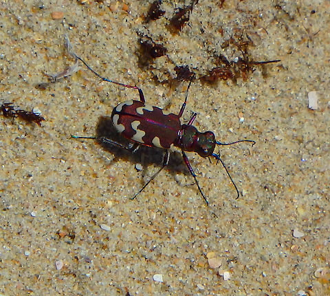 Six-spotted tiger beetle July, 2016.
Abundant in the sand dunes of Ter Yde, Belgium. Belgium,Cicindela hybrida,Geotagged,Six-spotted tiger beetle,Summer