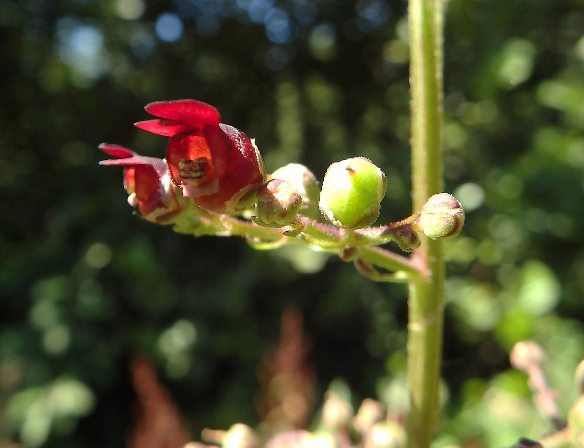 Shoreline Figwort July 2016.<br />
Ter Yde, Belgium. <br />
Area close to shoreline.<br />
This link from Malta describes the plant and its distribution, including Belgium:<br />
<a href="http://www.maltawildplants.com/SCRO/Scrophularia_auriculata.php" rel="nofollow">http://www.maltawildplants.com/SCRO/Scrophularia_auriculata.php</a> Belgium,Geotagged,Scrophularia auriculata,Summer