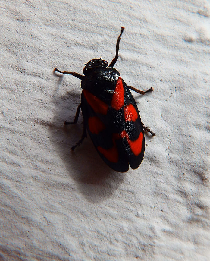 Black and Red froghopper May, 2016.<br />
Sint-Joris-Weert, Belgium. Belgium,Cercopis vulnerata,Geotagged,Spring