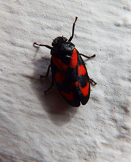 Black and Red froghopper May, 2016.
Sint-Joris-Weert, Belgium. Belgium,Cercopis vulnerata,Geotagged,Spring