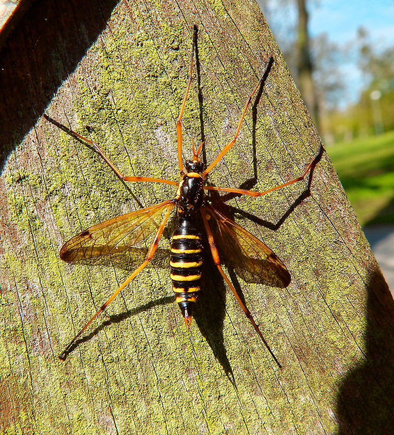 Wasp-mimic Cranefly May, 2016.<br />
Area of woodlands in Lubbeek, Belgium. Belgium,Ctenophora flaveolata,Geotagged,Spring,Wasp-mimic Crane Fly