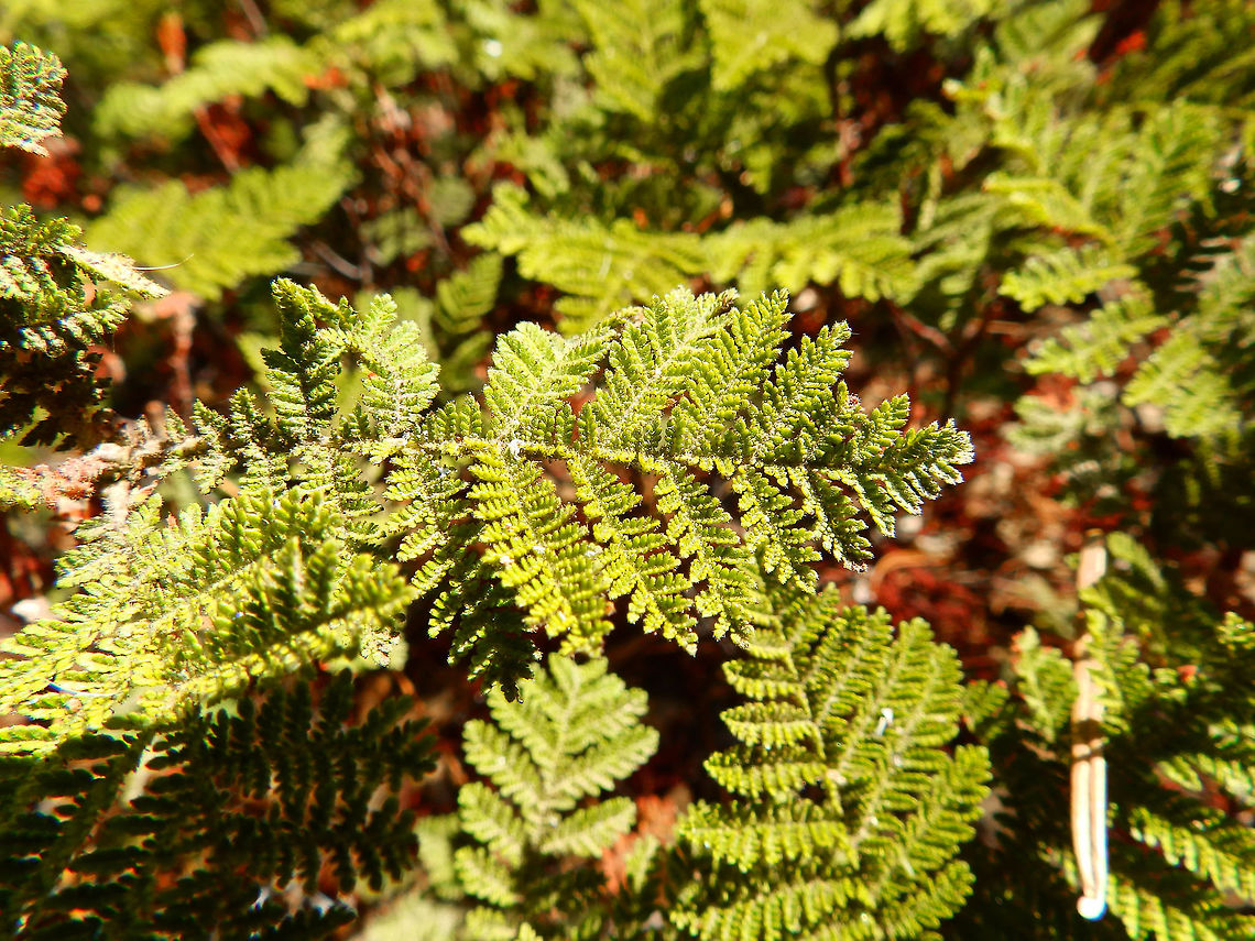 Mountain Misery Sep 2014. Also known as Kit-kit-dizze and Bear Clover.         Chamaebatia foliolosa,Geotagged,Summer,United States
