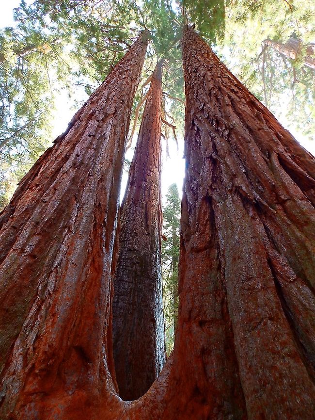 Giant Sequoia Sequoia National Park, CA. Sep 2014.          Geotagged,Sequoiadendron giganteum,Summer,United States