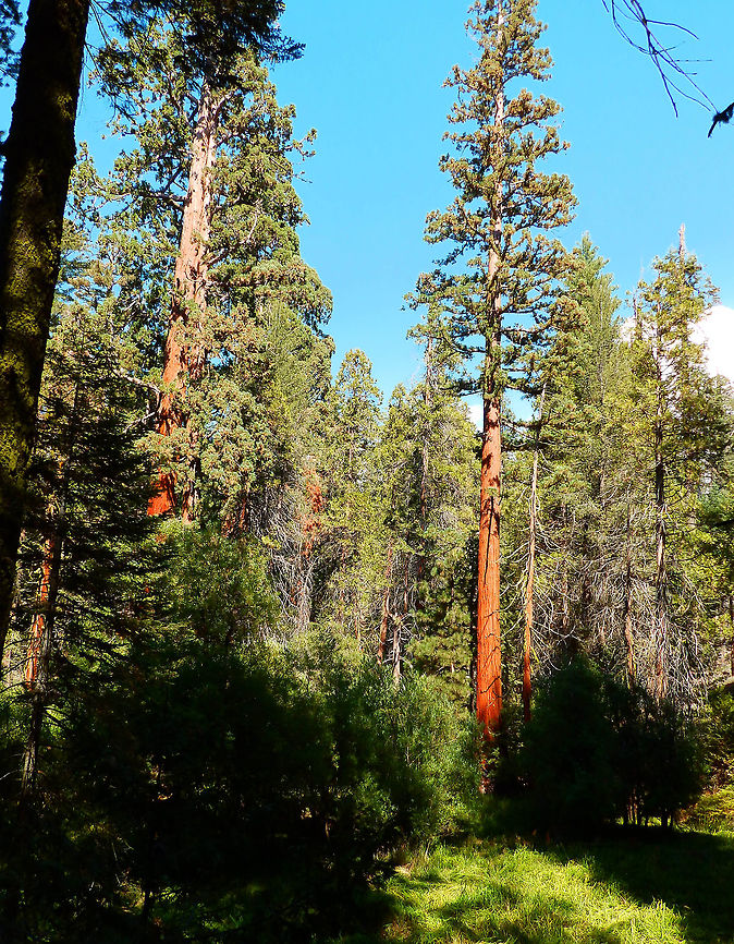 Sugar Pine Sep 2014, Sequoia Ntl Park.<br />
Next pic shows its huge pine cones. Geotagged,Pinus lambertiana,Sugar pine,Summer,United States