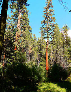 Sugar Pine Sep 2014, Sequoia Ntl Park.
Next pic shows its huge pine cones. Geotagged,Pinus lambertiana,Sugar pine,Summer,United States