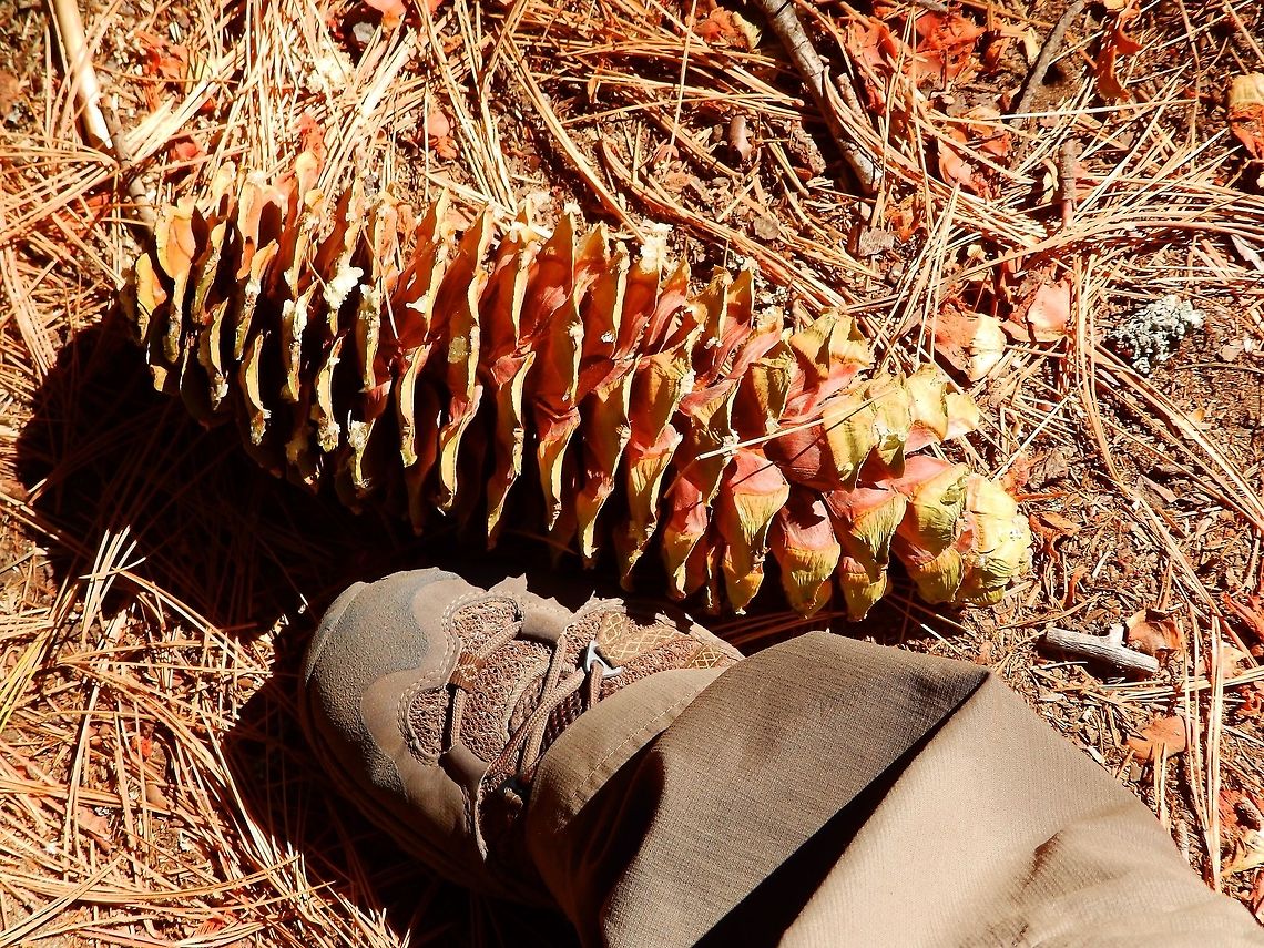 Sugar Pine Pine cone Sep 2014. Sequoia Ntl Park.<br />
The pine cones can reach bet. 25-50  cm long. My foot is size 36 so you can figure the size of the one in the picture.       Geotagged,Pinus lambertiana,Sugar pine,Summer,United States