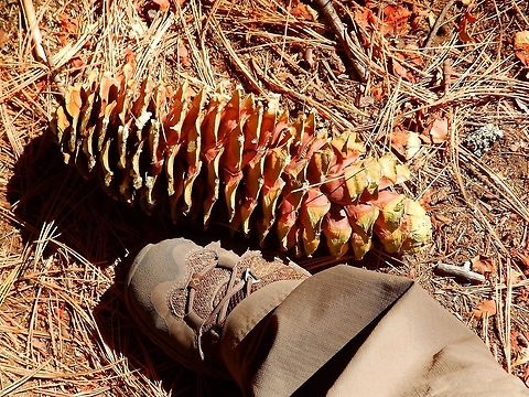 Sugar Pine Pine cone Sep 2014. Sequoia Ntl Park.
The pine cones can reach bet. 25-50  cm long. My foot is size 36 so you can figure the size of the one in the picture.       Geotagged,Pinus lambertiana,Sugar pine,Summer,United States
