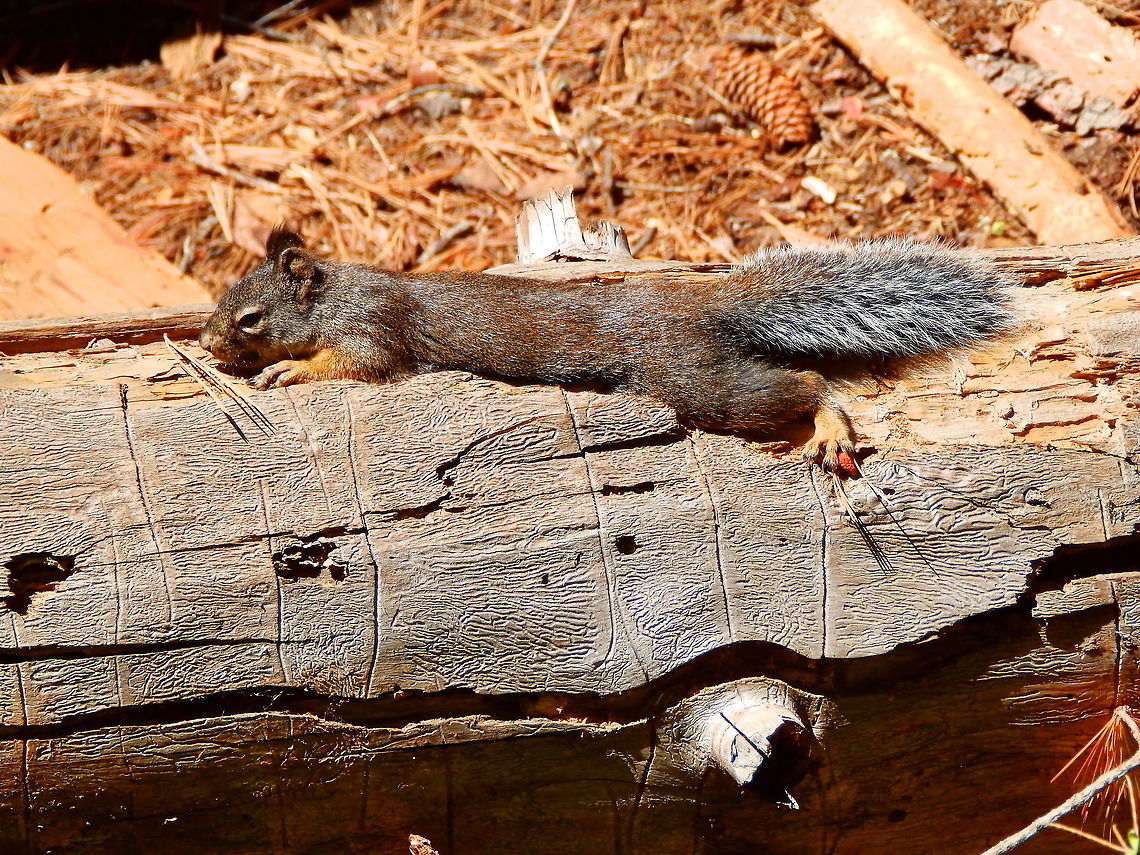 Douglas Squirrel Sep 2014. Sequoia Ntl park.<br />
Basking in the sun. Douglas squirrel,Geotagged,Summer,Tamiasciurus douglasii,United States