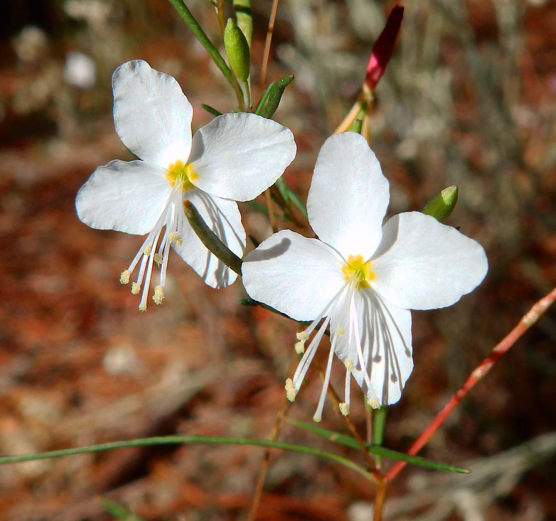 Coville's Groundsmoke Sep 2014.<br />
Found between Cedar Grove and Zumwalt meadow. Kings Canyon, CA. Coville's groundsmoke,Gayophytum eriospermum,Geotagged,Summer,United States