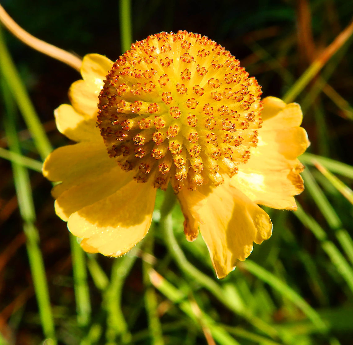 Bigelow's Sneezeweed September, 2014.<br />
Riverside in Zumwalt Meadow, Kings Canyon, CA.<br />
It bears ray flowers that are usually bright yellow in color and disc flowers that are yellow in bloom and then turn dark brown. The flower heads have a characteristic shape with a very spherical disc and the 14-30 &quot;petals&quot; (the ray flowers) curved downward and toothed or lobed at their ends.<br />
<br />
<br />
        Geotagged,Helenium bigelovii,Summer,United States