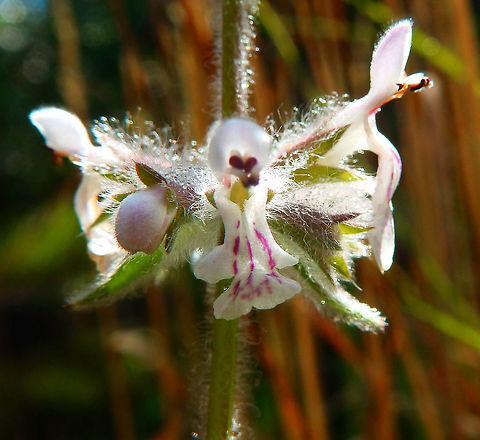 Whitestem hedgenettle Sep 2014.
Zumwalt Meadow, Kings Canyon, CA.
A mint endemic to California.

 Geotagged,Stachys albens,Summer,United States