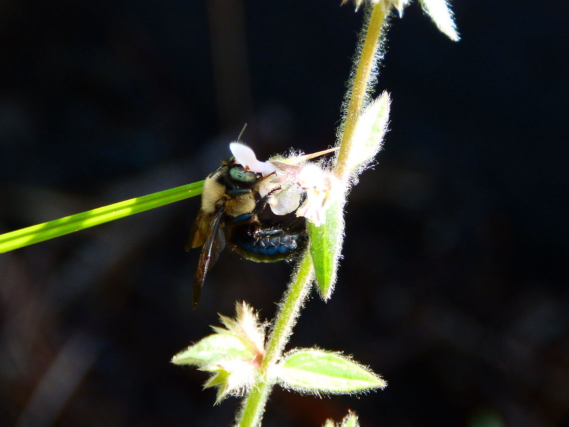 Horsefly-like Carpenter Bee Sep 2014,<br />
Zumwalt meadow. Kings Canyon, CA.<br />
<a href="http://bugguide.net/node/view/42795/bgimage" rel="nofollow">http://bugguide.net/node/view/42795/bgimage</a> Geotagged,Summer,United States,Xylocopa tabaniformis