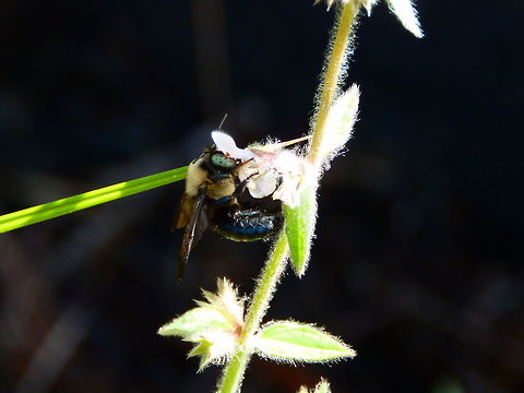 Horsefly-like Carpenter Bee Sep 2014,
Zumwalt meadow. Kings Canyon, CA.
http://bugguide.net/node/view/42795/bgimage Geotagged,Summer,United States,Xylocopa tabaniformis