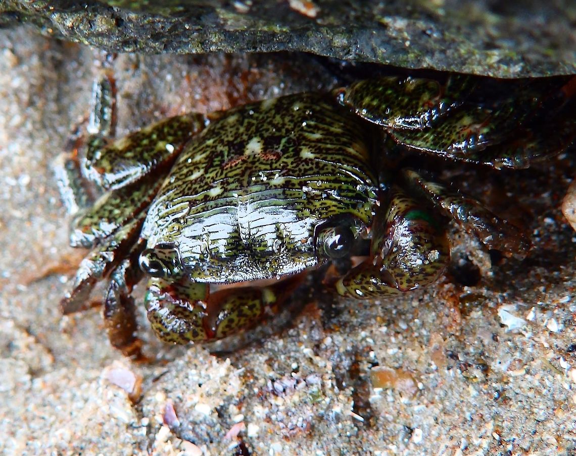 Striped shore crab Sep, 2014<br />
Morro Bay, tide pools next to Morro Rock, CA.       <br />
This crab has a brown/purple or black carapace with green stripes. Its carapace is square and can reach 4 to 5 cm in size. The claws are red/purple with a mottled pattern on the upper surface, and white on the lower surface, while its legs are purple and green with a similar mottled appearance.<br />
 Fall,Geotagged,Pachygrapsus crassipes,United States