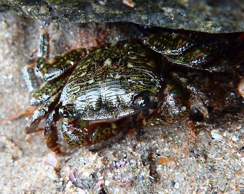 Striped shore crab Sep, 2014
Morro Bay, tide pools next to Morro Rock, CA.       
This crab has a brown/purple or black carapace with green stripes. Its carapace is square and can reach 4 to 5 cm in size. The claws are red/purple with a mottled pattern on the upper surface, and white on the lower surface, while its legs are purple and green with a similar mottled appearance.
 Fall,Geotagged,Pachygrapsus crassipes,United States