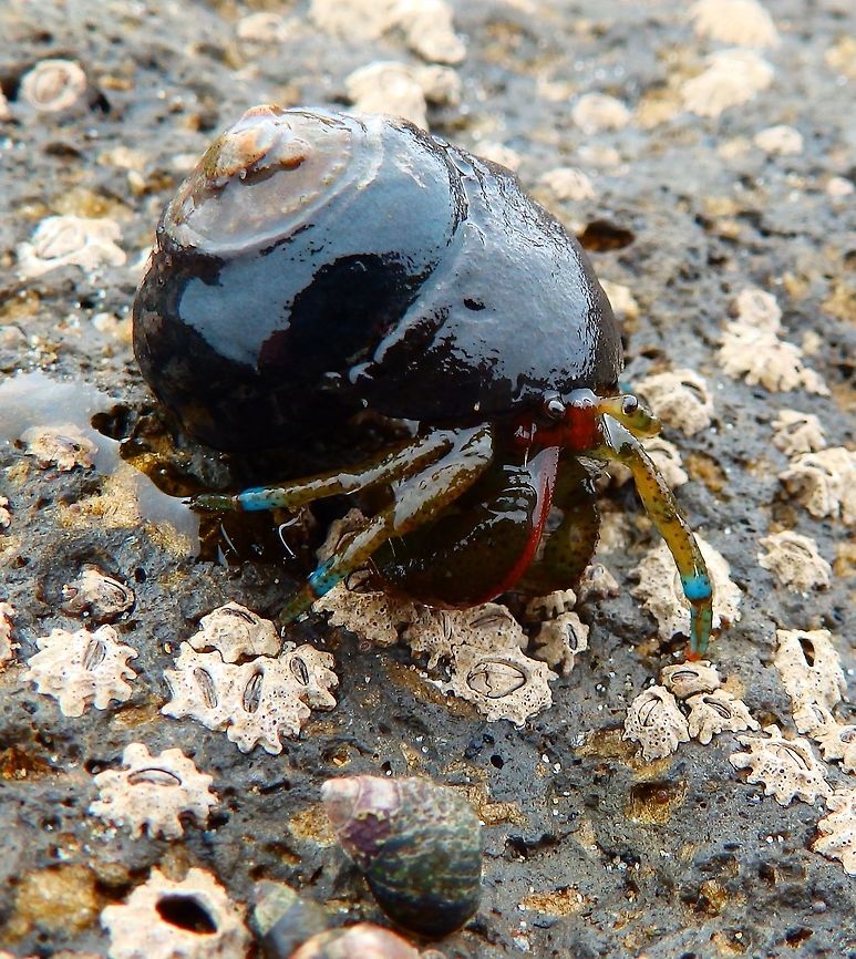 Blueband Hermit Crab Sep 2014. In the rocks, tidal pools. Next to Morro Rock, Morro Bay, CA.  <br />
Pagurus samuelis is a small hermit crab, at up to a total length of 40 mm (1.6 in) and a carapace width of up to 19 mm (0.75 in). The base colour of the exoskeleton is brown or green, but the antennae are red, and adults have bright blue bands near the tips of their legs. In smaller individuals the bands may be white. It prefers to live in the shell of the black turban snail, and is a nocturnal scavenger of algae and carrion.<br />
 Fall,Geotagged,Pagurus samuelis,United States