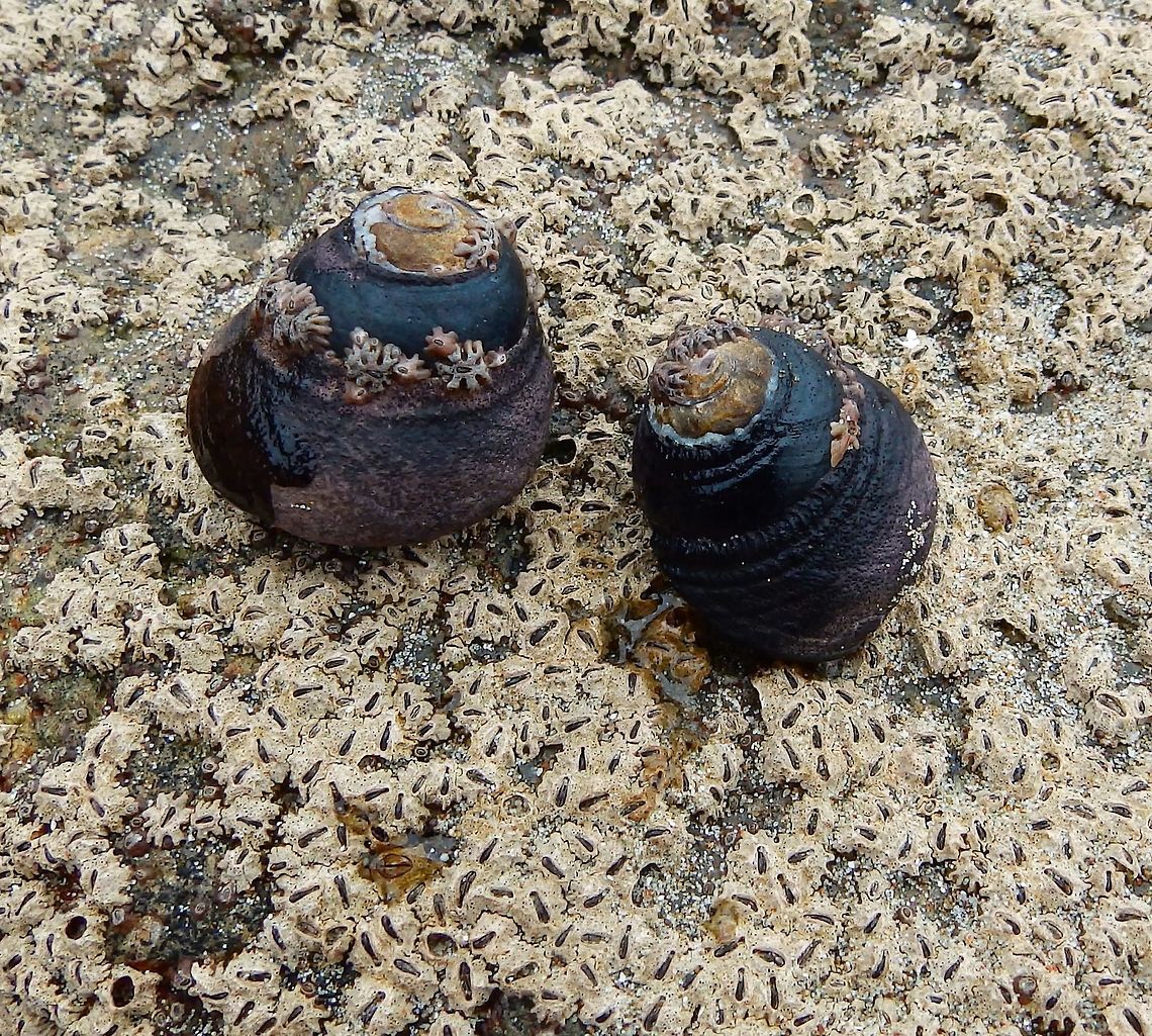 Black Turban Snail Sep 2014.<br />
Tidal pools, rocks. Next to Morro Rock, Morro Bay, CA.<br />
Medium-sized sea snail with gills and an operculum, a marine gastropod mollusc in the family Tegulidae.    Fall,Geotagged,Tegula funebralis,United States