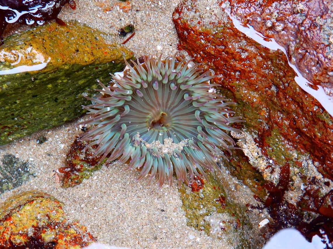 Starbust Anemone Sep 2014.<br />
Tidal pools next to Morro Rock, Morro Bay, CA.<br />
A. sola is a solitary anemone that averages 12 cm but can grow up to 25 cm wide.The column is pale green to white in color and is twice as long as its width when extended. The column has numerous sticky protuberances (verrucae) arranged in vertical rows to which gravel and shell fragments adhere. The oral disc is radially striped and has five rings of thick, pointed feeding tentacles. Tentacles are pale with the tips colored in pink, blue or lavender. In the second pic you can see one with its stomach inside out to remove undigested material. Anthopleura sola,Fall,Geotagged,United States