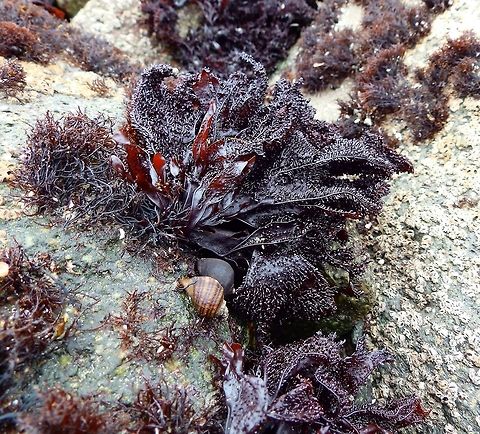 Turkish Washcloth Sep 2014.
Morphology highly variable: thallus <15 cm tall, flattened; varies in width with tips divided ~dichotomously; flattened faces of thalli covered thickly or sparsely with papillae of various sizes; dark brown to reddish black. There are separate male and female plants that produce haploid gametes. Male plants lack papillae & are light rose to yellowish in color. In the pictures I think we are looking at a female gametophyte since it has many little papillae. Papillae is where fertilization occurs.
Habitat:
Tidal pools, next to Morro Rock. Morro Bay, CA. Fall,Geotagged,Mastocarpus papillatus,Turkish Washcloth,United States