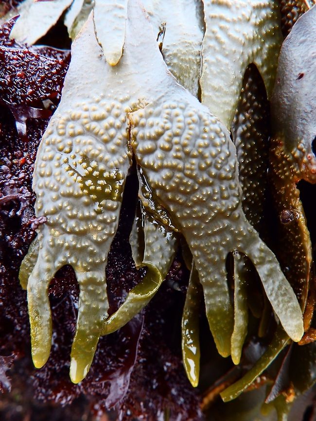 Fucus gardneri Seaweed Sep 2014.<br />
Habitat:<br />
Common, upper mid-intertidal zone, protected outer coast. Tidal pools next to Morro Rock, Morro Bay, CA.         Fall,Fucus gardneri,Geotagged,Hesperophycus californicus,Olive Rockweed,United States
